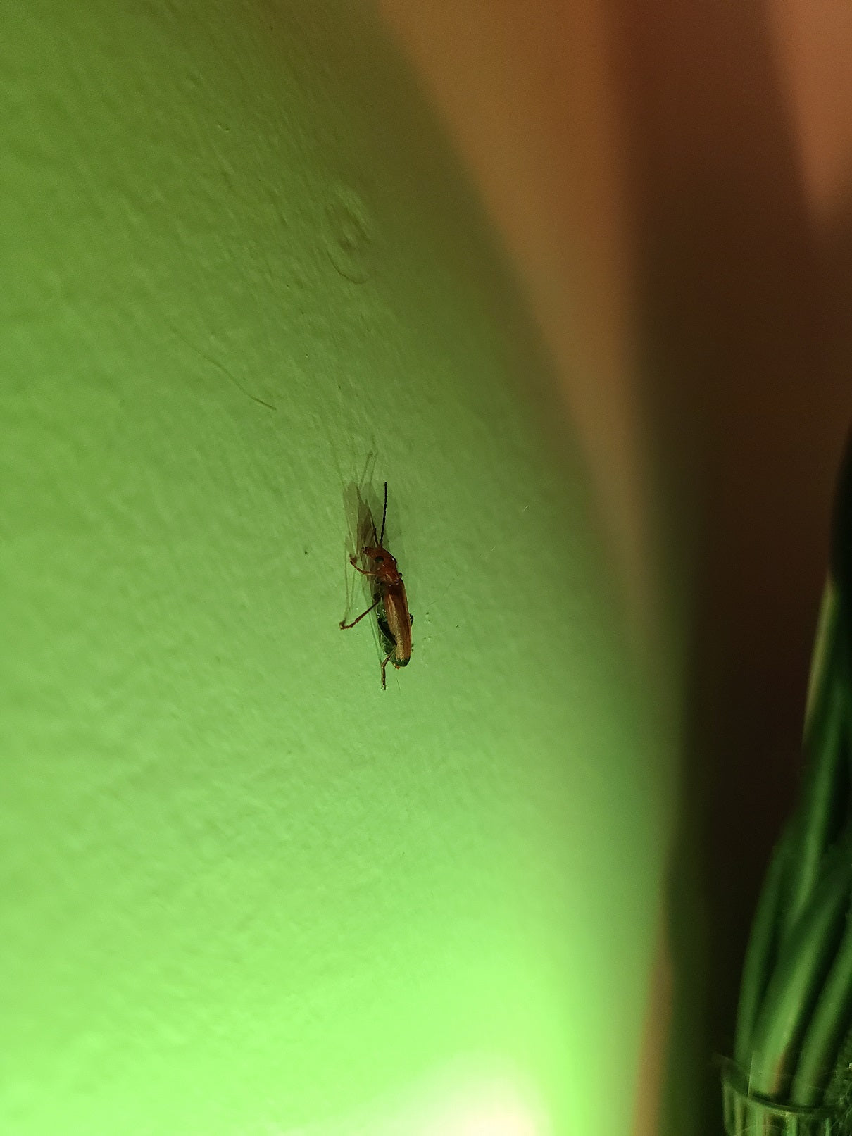 Wharf borer