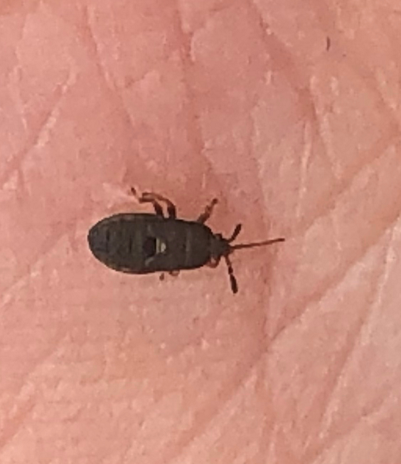 Nymph of a chinch bug