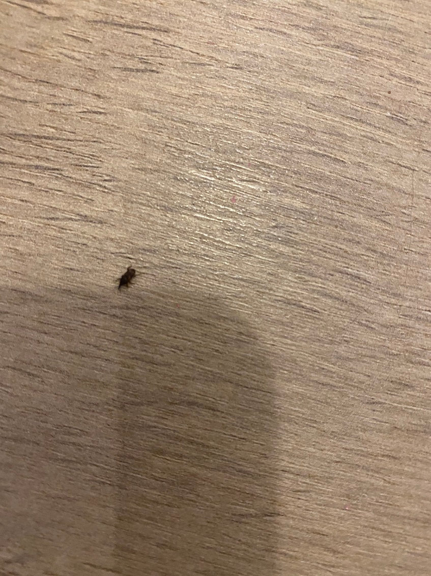 Weevil