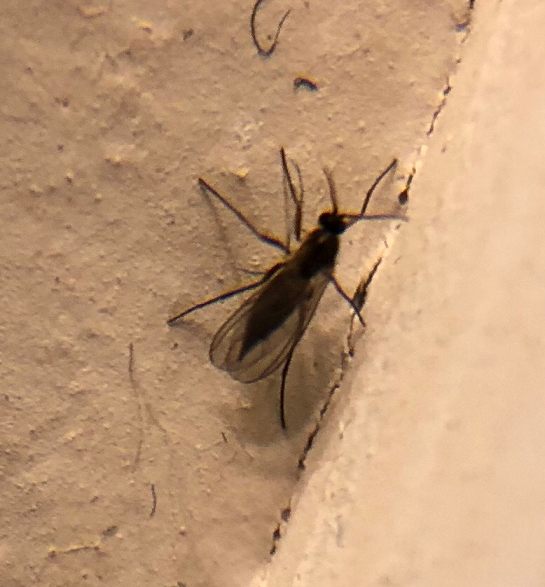 Dark-winged fungus gnat