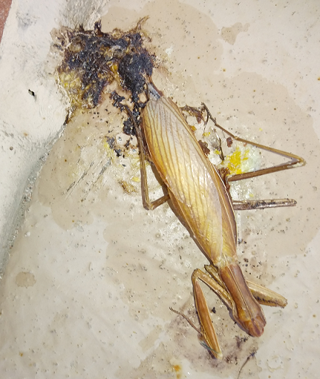 Praying mantis