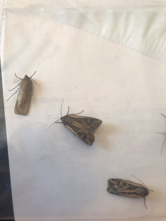 Moths