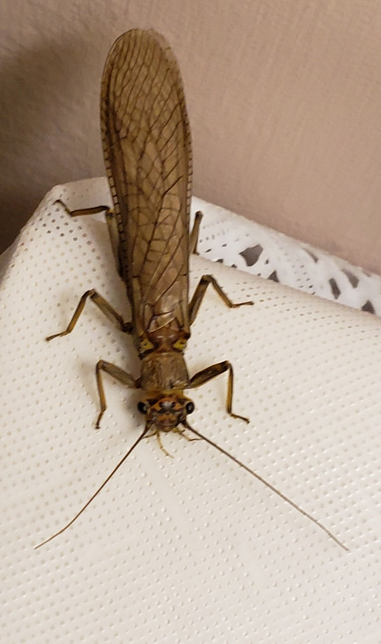 Giant stonefly