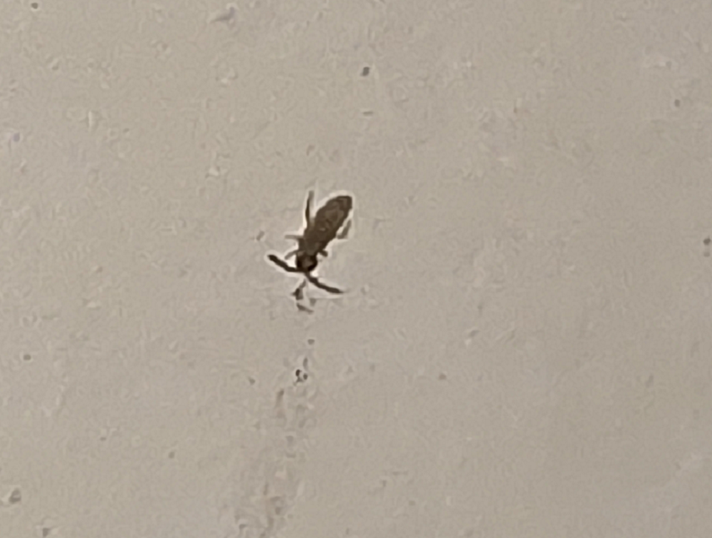 Springtail