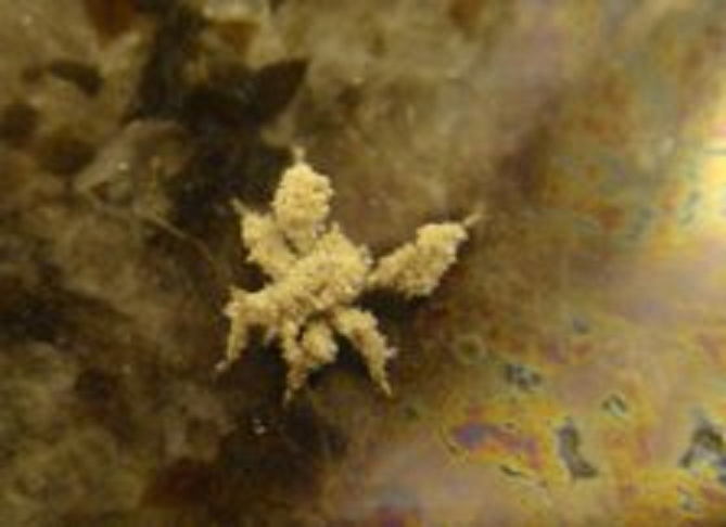 Nymph of an assassin bug