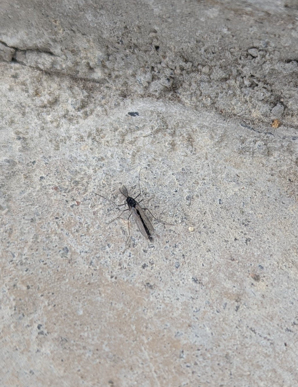 Mge Insect Non-biting midge Pest Control Canada