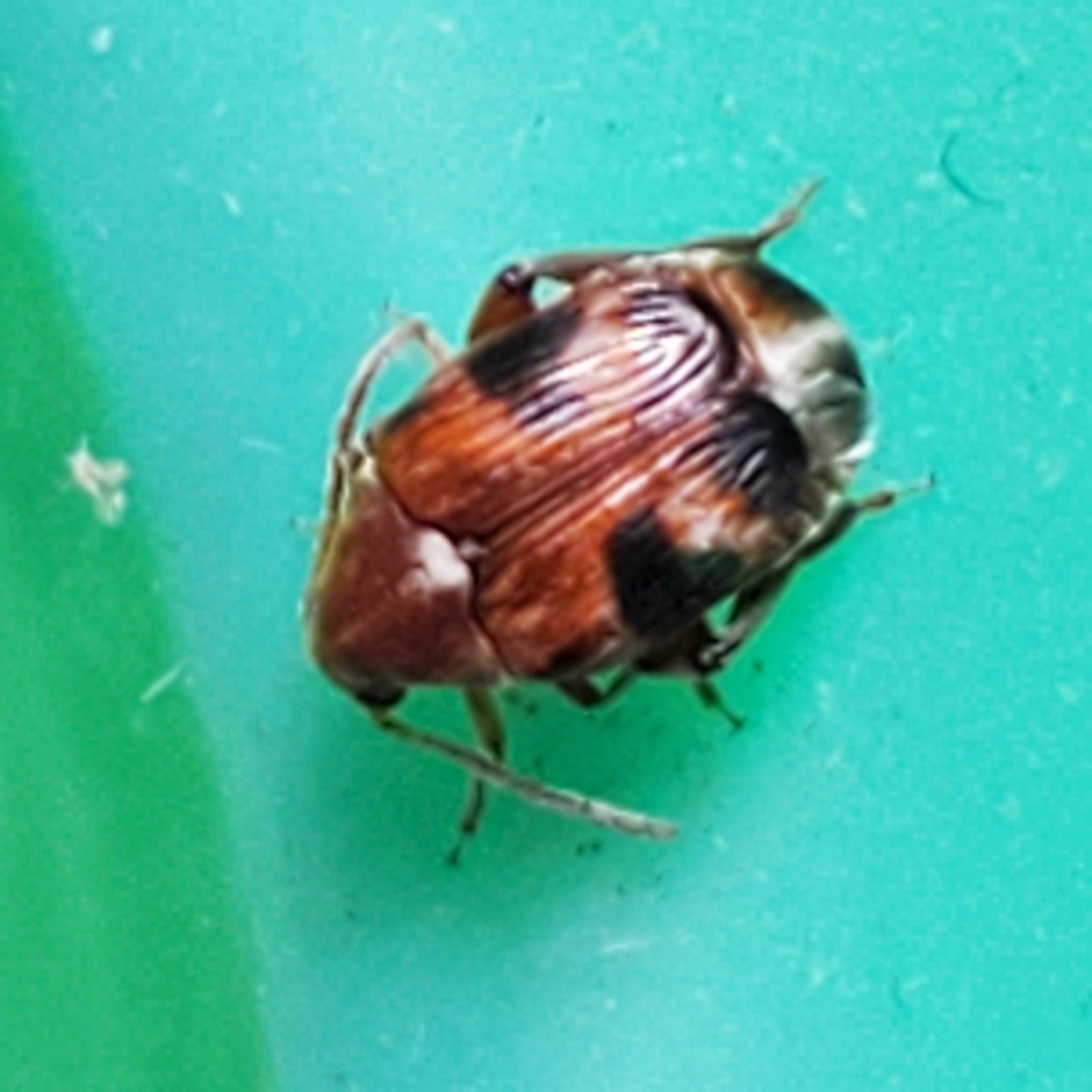 Leaf beetle