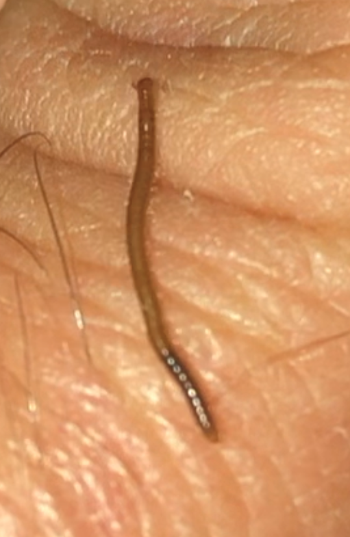 Millipede
