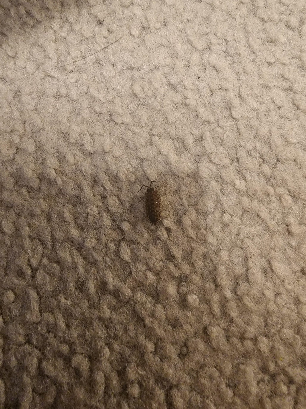 Terrestrial crustacean