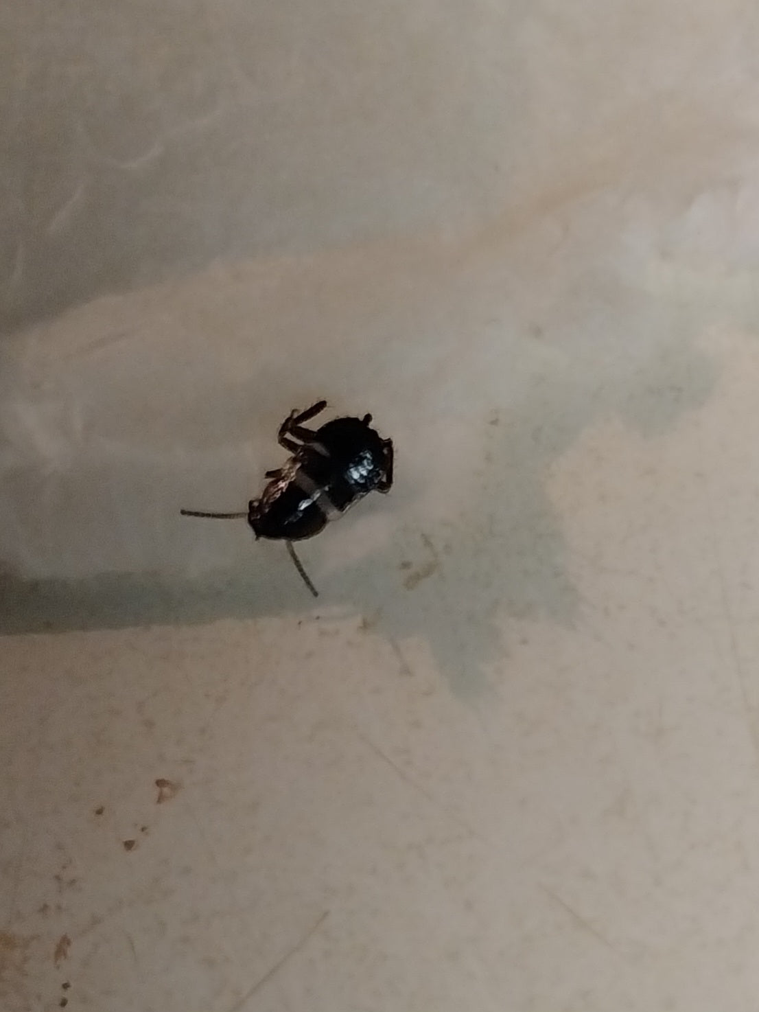 Smokybrown cockroach