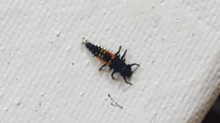 larva of an Asian multi-colored lady beetle