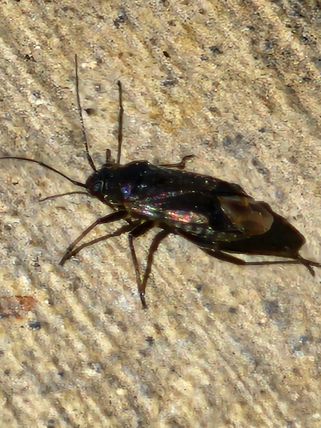 Plant bug