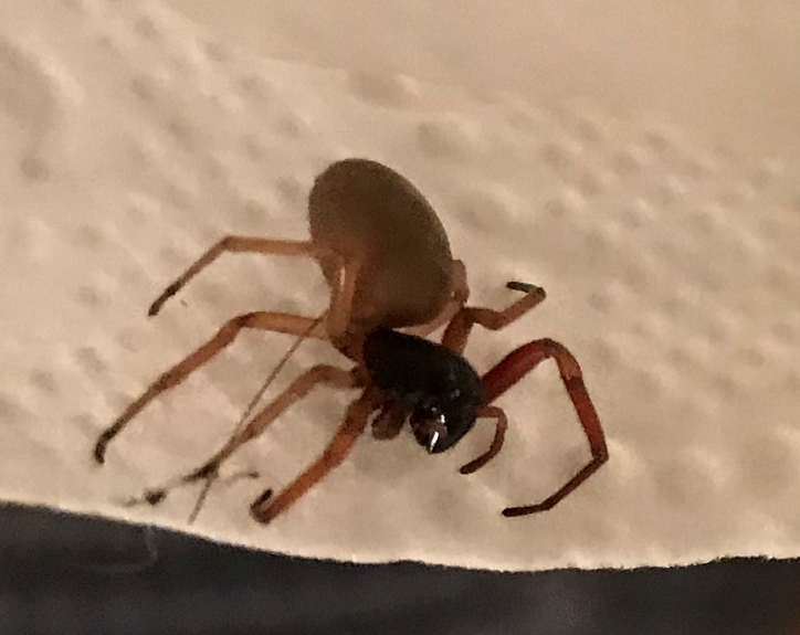 Broad-faced sac spider