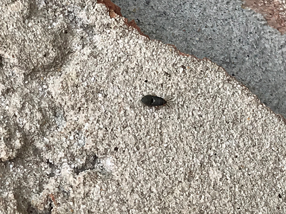 Nymph of a hairy chinch bug,