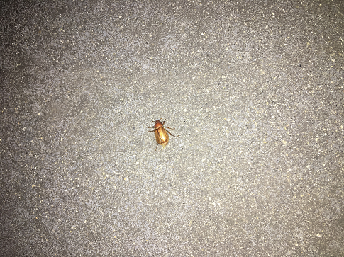 Scarab beetle