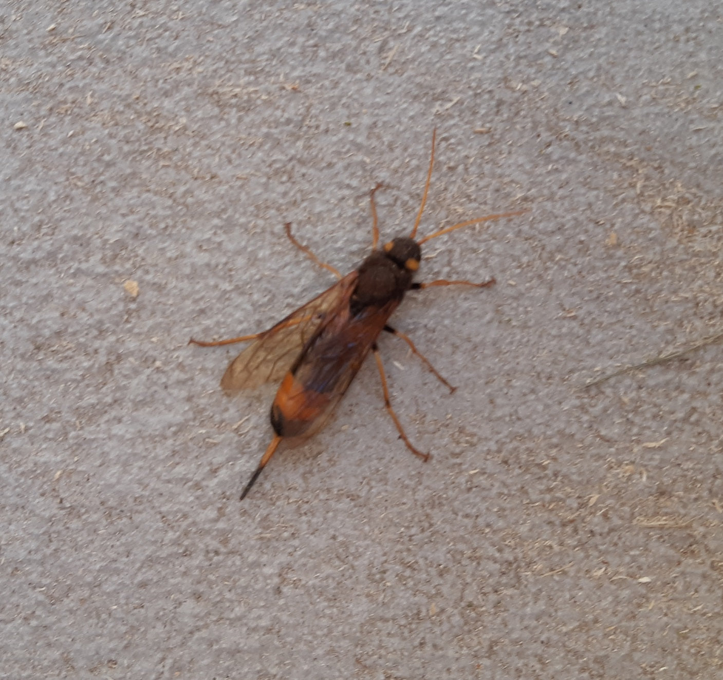 Banded horntail