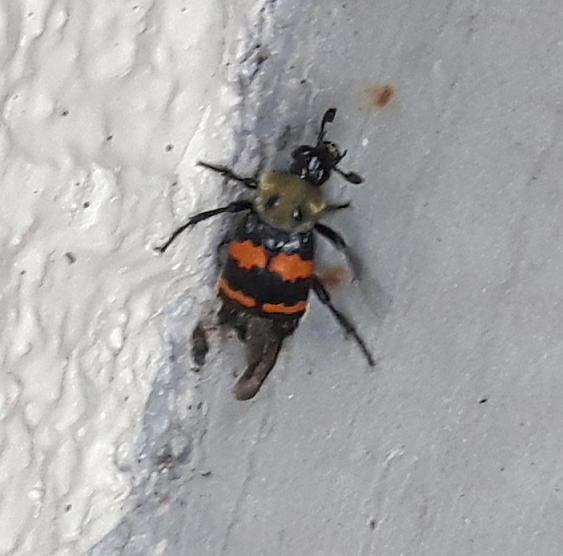 Sexton/burying beetle