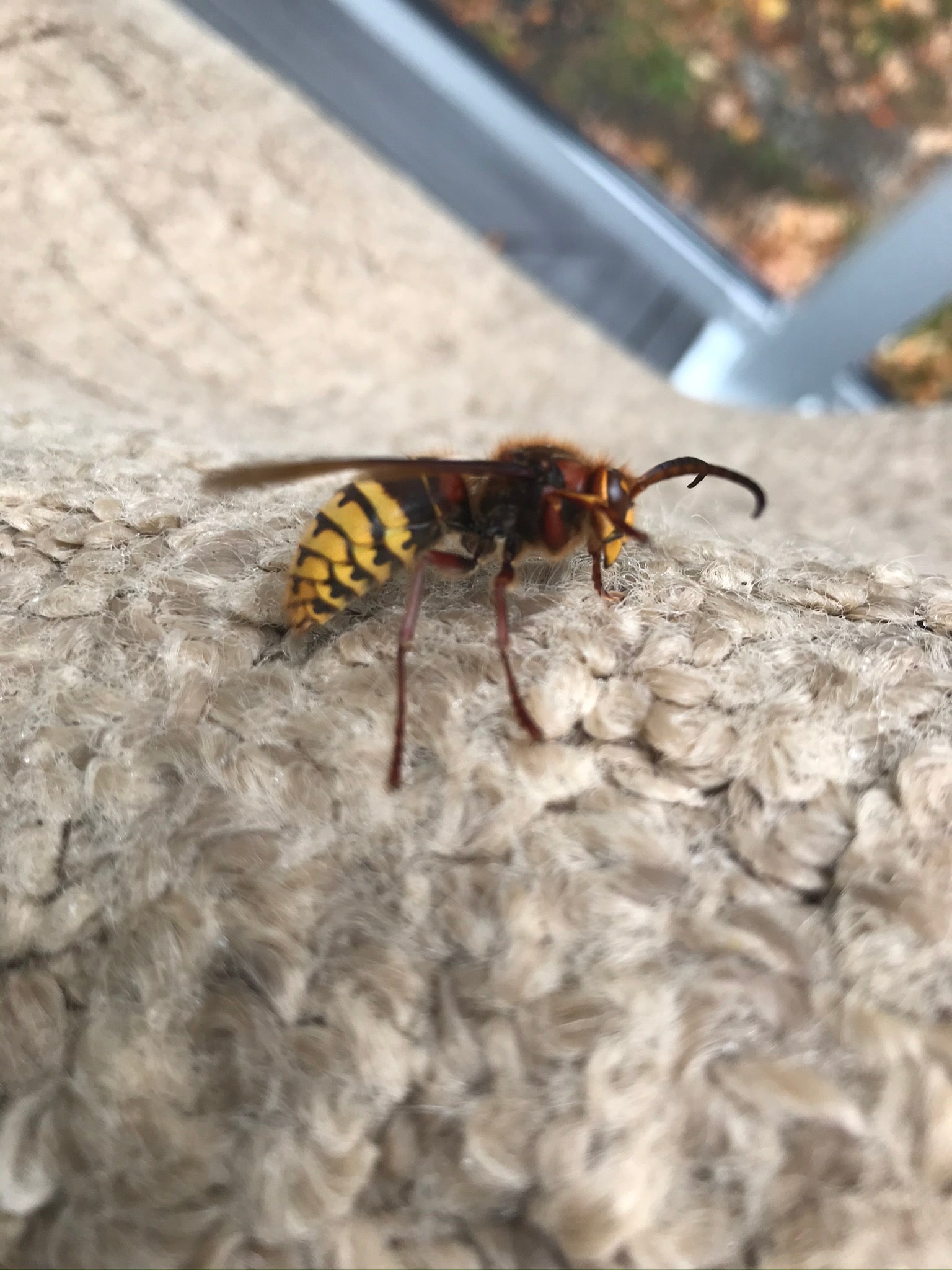 European hornet, (Hymenoptera: Vespidae)