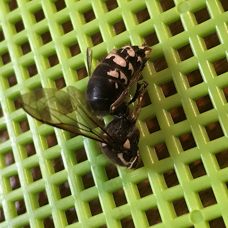 Bald-faced hornets