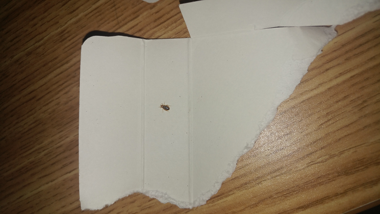 Bed bug