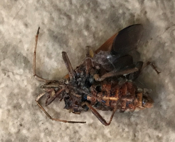 Western conifer seed bug