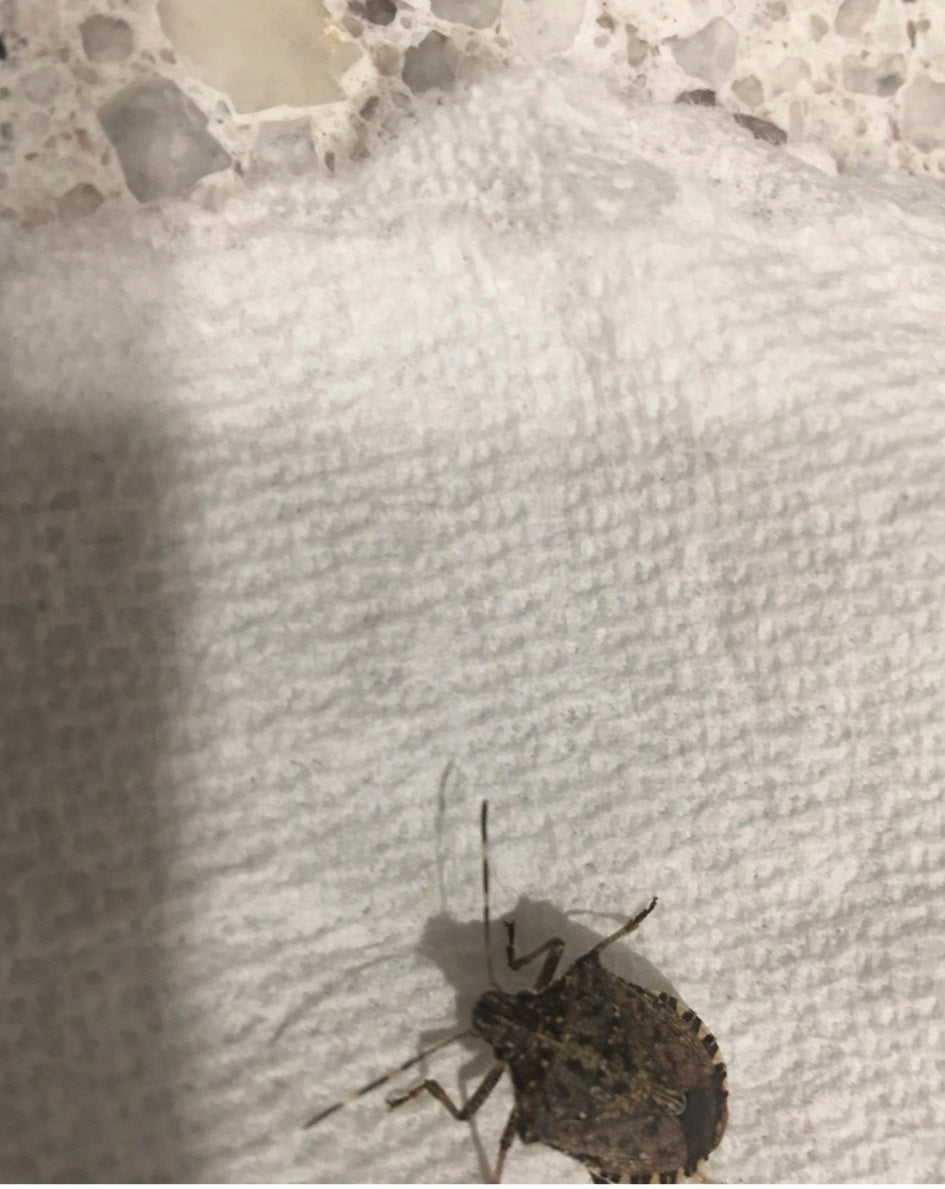 Brown marmorated stink bug