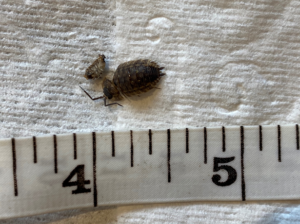 Sowbug