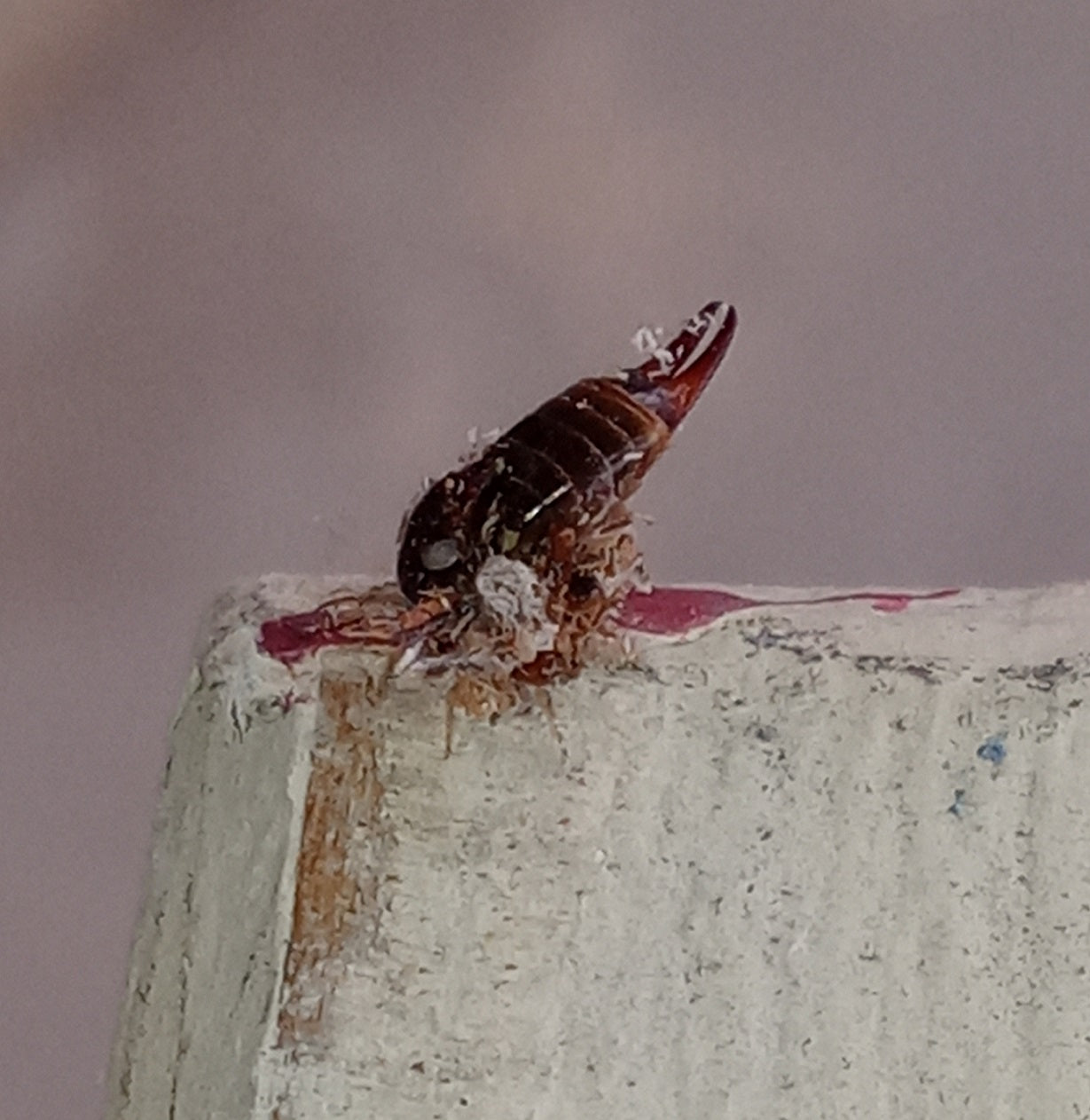 Abdomen of an earwig
