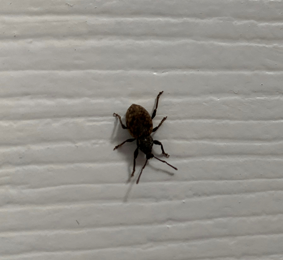 Broad-nosed/short-snouted weevil