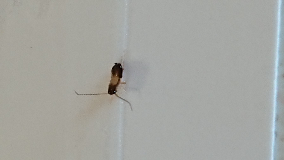 Young nymph of a cockroach