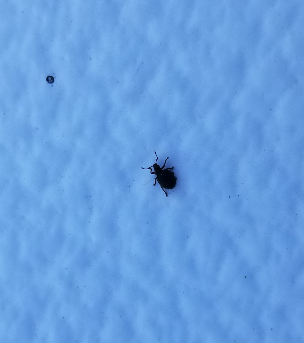 Broad-nosed/short-snouted weevil