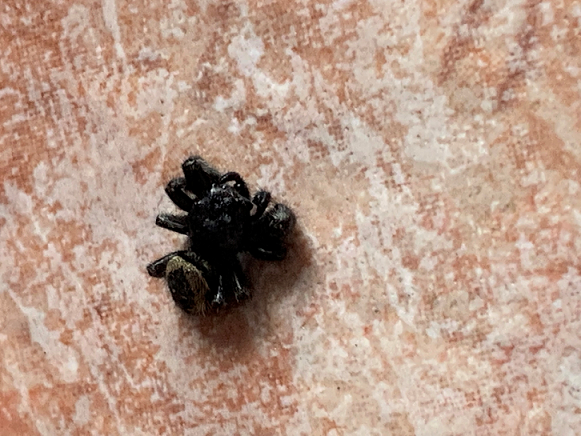 Jumping Spider