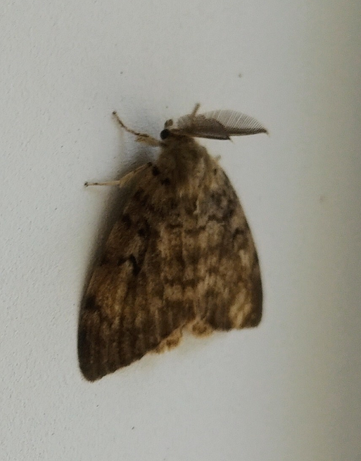 Male moth