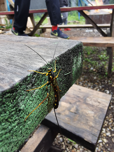 Giant ichneumon wasp