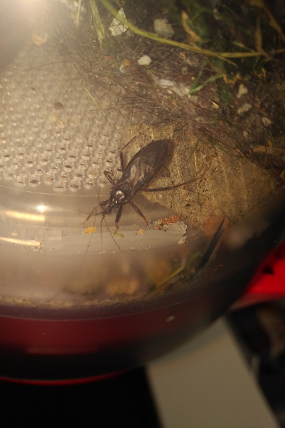 Assassin bug