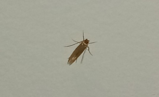 Moth