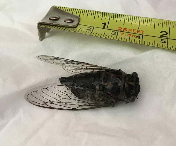 Dogday cicada