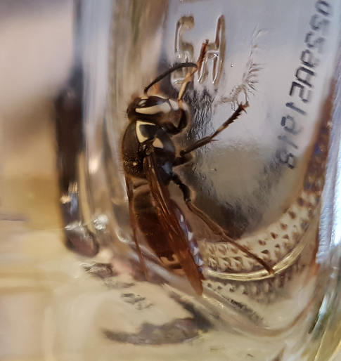 Bald-faced hornet