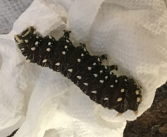 Caterpillar of an imperial moth