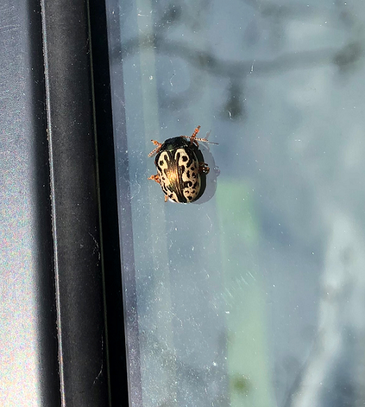 Leaf beetle