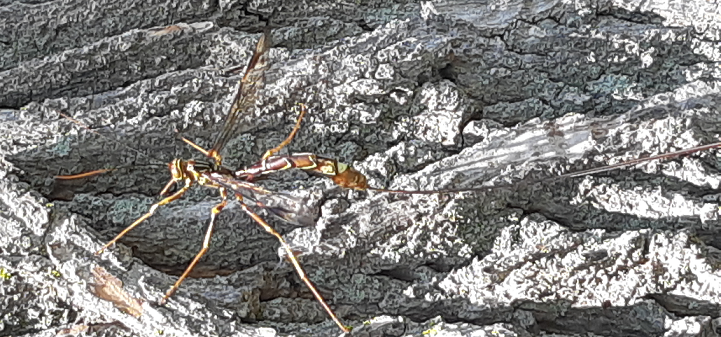 Giant ichneumon wasp
