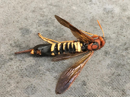 Pigeon tremex