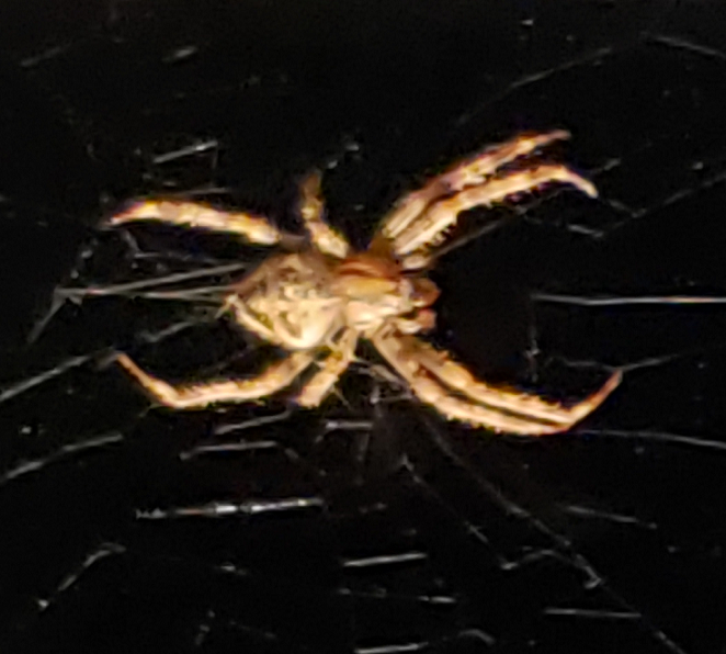 Orb weaving spider