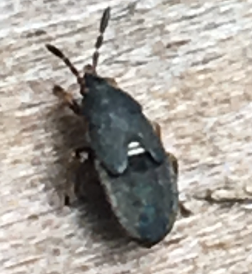 late stage nymph of a hairy chinch bug