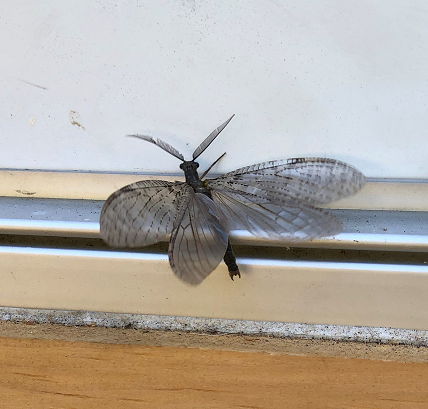 Male fishfly