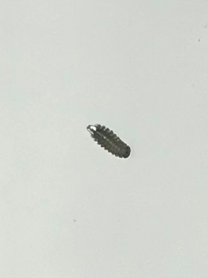 Duff millipedes