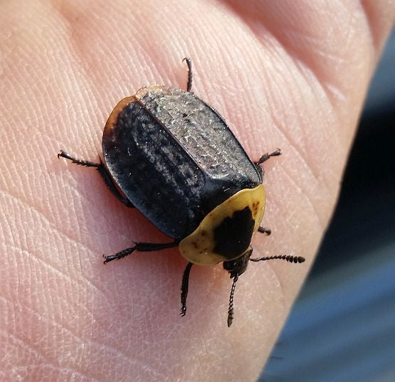 American carrion beetle