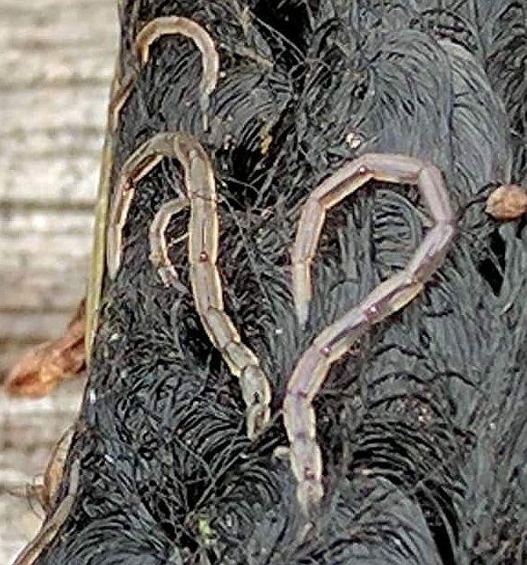 Biting midge larvae