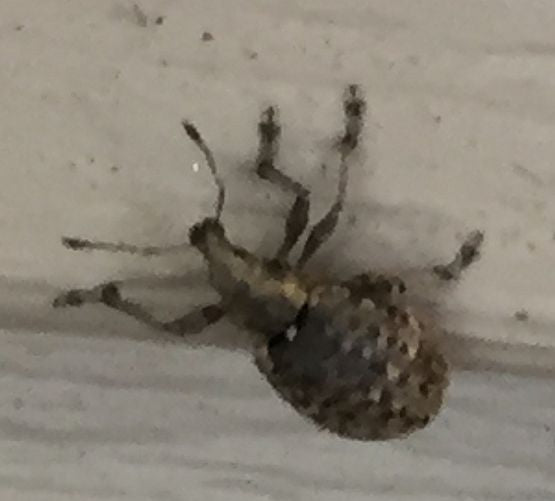 short-snouted/broad-nosed weevil