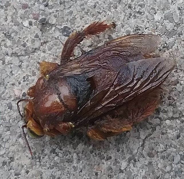bumble bee or a carpenter bee